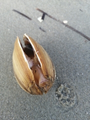 Spisula sachalinensis