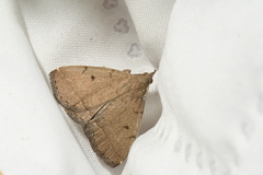 Zanclognatha protumnusalis