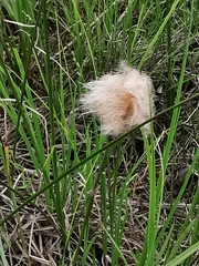 Eriophorum chamissonis