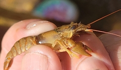 Faxonius punctimanus