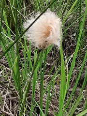 Eriophorum chamissonis