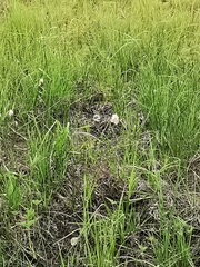 Eriophorum chamissonis