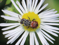 Holcopasites calliopsidis calliopsidis