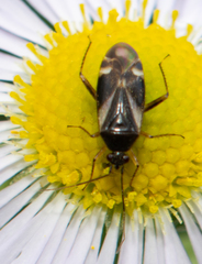 Plagiognathus obscurus