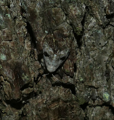 Abablemma duomaculata