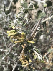 Brickellia desertorum