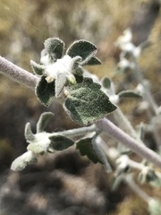 Brickellia desertorum