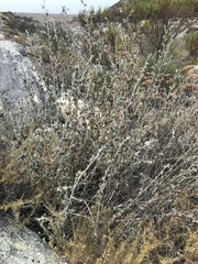 Brickellia desertorum