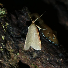 Hypsopygia binodulalis