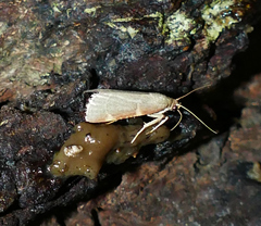 Hypsopygia binodulalis