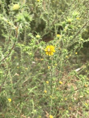 Centromadia parryi australis