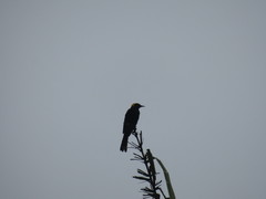 Icterus cayanensis chrysocephalus