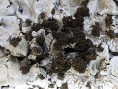 Ricasolia amplissima