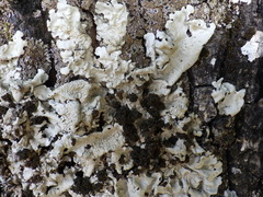 Ricasolia amplissima