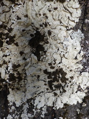 Ricasolia amplissima