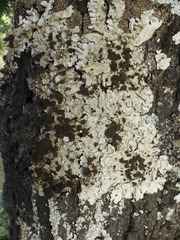 Ricasolia amplissima