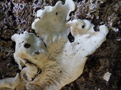 Ricasolia amplissima