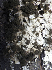 Ricasolia amplissima