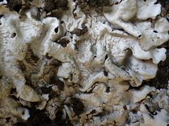 Ricasolia amplissima