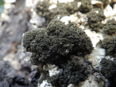 Ricasolia amplissima