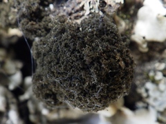 Ricasolia amplissima