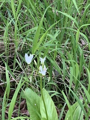 Primula meadia