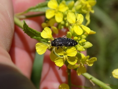 Acmaeodera ornatoides