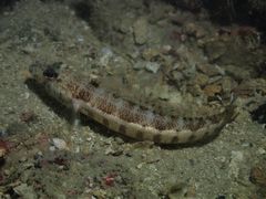 Parapercis xanthozona