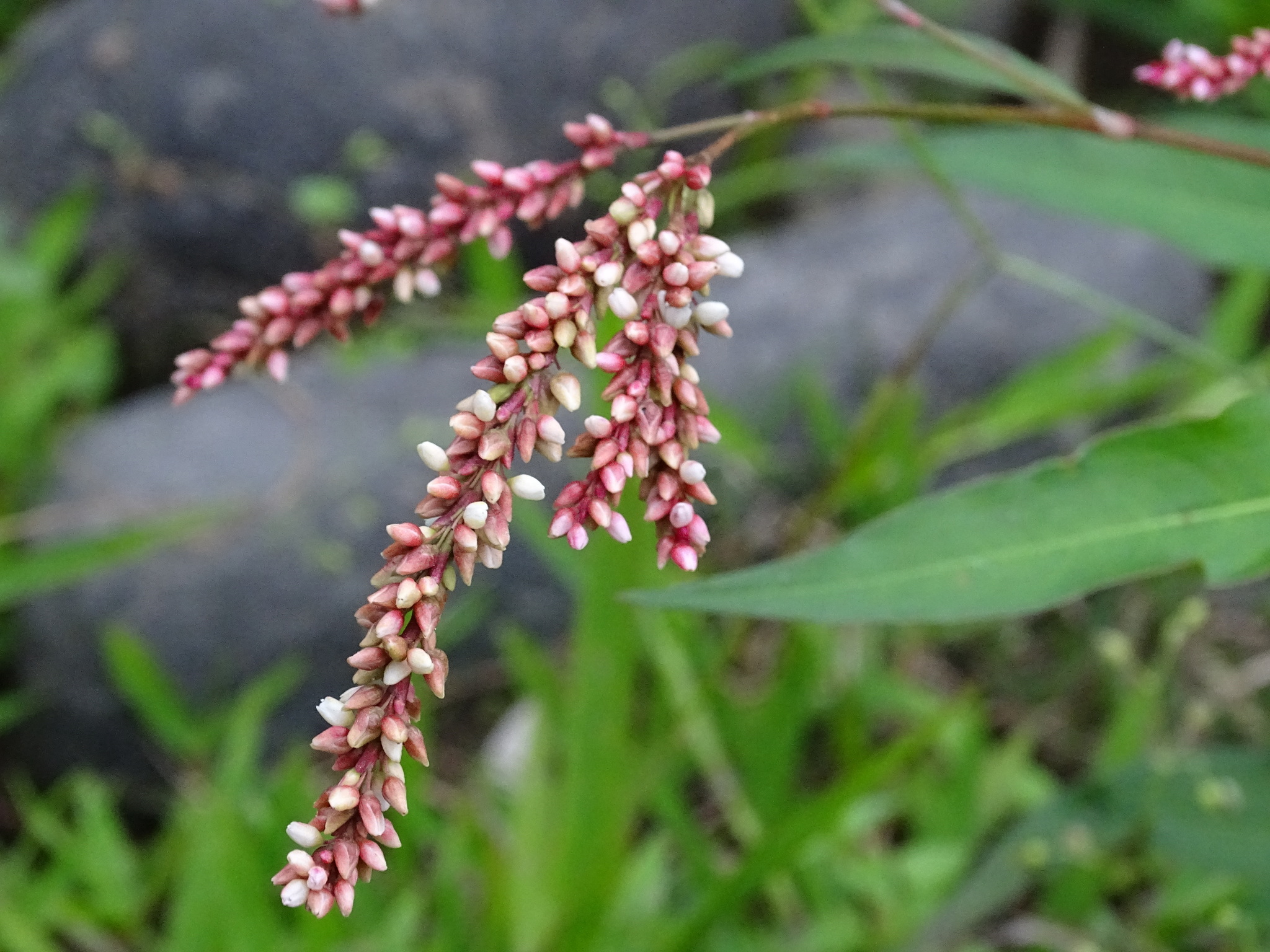 Polygonum acuminatum