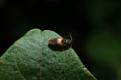 Horistonotus curiatus