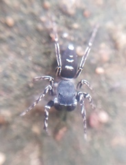 Cyrba ocellata