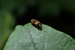 Horistonotus curiatus