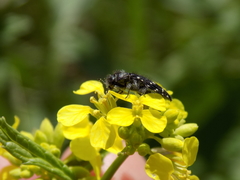 Acmaeodera ornatoides