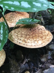 Lepiota hemisclera