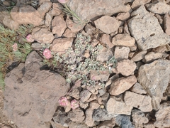 Eriogonum ovalifolium rubidum