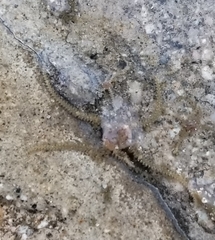 Amphipholis squamata