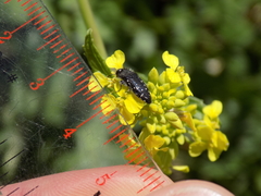 Acmaeodera ornatoides