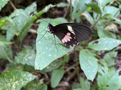 Parides erithalion