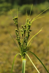 Scirpus atrocinctus