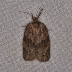 Choristoneura conflictana