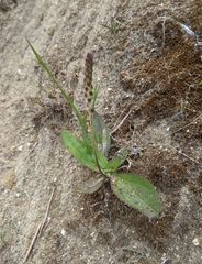 Plantago subnuda