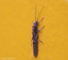 Gripopterygidae