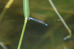Enallagma exsulans