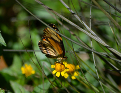 Castilia eranites