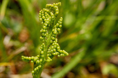 Botrychium pinnatum image