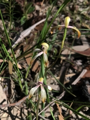 Caladenia testacea