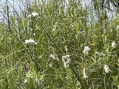 Eriophorum viridicarinatum