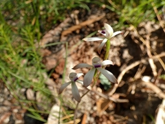 Caladenia testacea