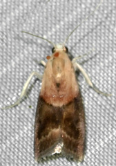Acrobasis palliolella