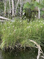 Eriophorum viridicarinatum